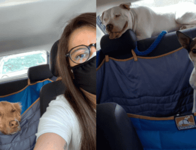 Tomando en cuenta el problema que resulta para muchos transportar a sus mascotas, esta joven tuvo la idea de convertirse en una conductora de UBER para perros. TIKTOK/ @karlaharo29