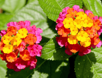 La lantana es conocida principalmente por su belleza ornamental, pero también se le atribuyen algunas propiedades y usos tradicionales. PINTEREST/ Lunesita Dietmar Breuer