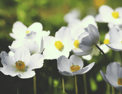 Anémona blanca. PINTEREST/