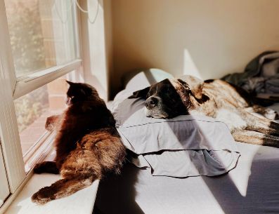 Define un espacio  para tus mascotas, eso les permitirá tener un lugar propio y seguro en el que puedan descansar, jugar y almacenar sus objetos.Madalyn Cox/Unsplash