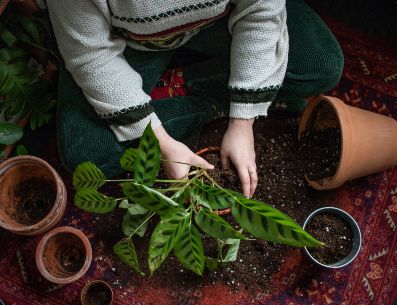 Lo ideal de un transplante es hacerlo cuando la planta está en su período de crecimiento activo Christine/Unsplash