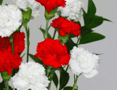 Si sigues estos consejos, podrás cultivar tus propios claveles y disfrutar de sus hermosas y coloridas flores durante mucho tiempo. PINTEREST/ Flickr