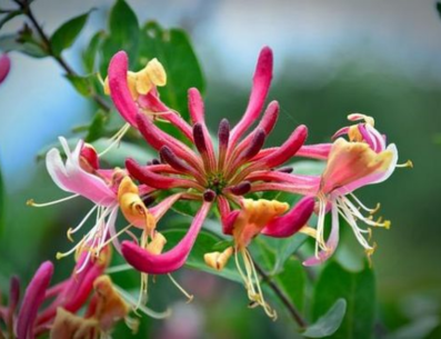 La madreselva es una planta trepadora muy popular en la jardinería debido a sus hermosas flores y su olor muy dulce. PINTEREST/ EcologíaVerde