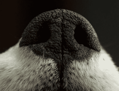 Es importante mantener en constante observación la trufa de tu perro y familiarizarte con su apariencia y comportamiento normal. PINTEREST/ something-everything-nothing.tumb