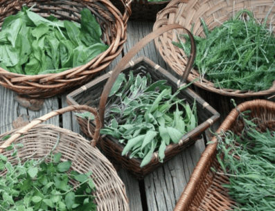 Estas plantas consideradas como medicinales cuentan con diferentes propiedades relajantes que te pueden ayudar a disminuir los niveles de estrés que causan comúnmente dolores de cabeza. PINTEREST/ coffeelovinmom.tumblr.com