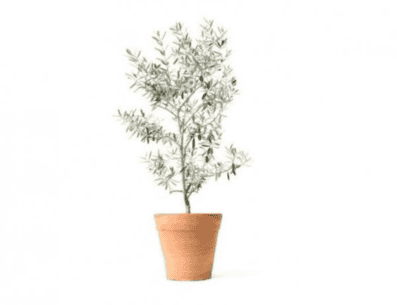 Entre los beneficios de la hoja de olivo está ayudar a la formación y mantenimiento de los huesos debido a su fuerte presencia de oleuropeína. PINTEREST/ unCOMO