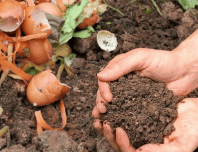Es muy importante que tengas cuidado con este fertilizante casero, pues no debe usarse ni diaria ni semanalmente, sino sólo una vez cada 40 días. PINTEREST/ Family Handyman