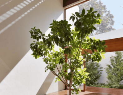 Conoce estas recomendaciones de hermosos árboles para tu pequeña casa, ahora tienes algunas alternativas sobre las cuales escoger para llevar a tu hogar. PINTEREST/ Victoria Plasencia Interiors