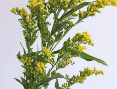 La hierba con flores de flava si bien se encuentra en gran parte de Sudamérica, su nombre tiene orígenes chilenos y es empleada con fines curativos. PINTEREST/ olivia drescher