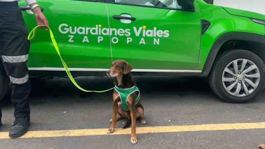El rescate fue más allá, pues el perro fue trasladado a la base de Guardianes Viales en Mercado del Mar, donde se contactó a la Dirección de Protección Animal para su valoración médica. ESPECIAL/Gobierno de Zapopan