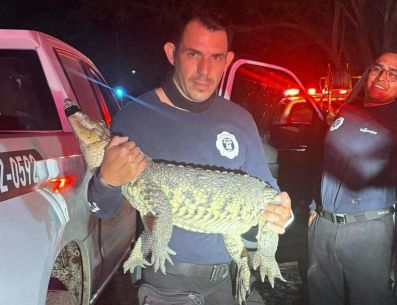 El reptil se encontraba atrapado en un alambrado. ESPECIAL/Gobierno de Tlajomulco
