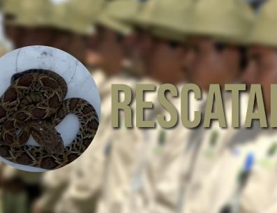 Guardabosques de Guadalajara lograron asegurar a una serpiente cascabel que ingresó a un domicilio del municipio. EL INFORMADOR / ARCHIVO