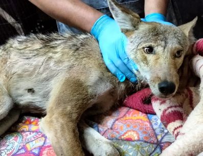 Se trata de un macho adulto que, al parecer, permaneció atrapado durante varias horas. ESPECIAL