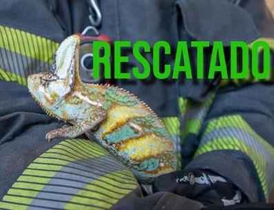 Elementos de Protección Civil y Bomberos de Guadalajara lograron un rescate de un camaleón sin dueño en la vía pública. ESPECOAÑ / FACEBOOK Protección Civil y Bomberos GDL