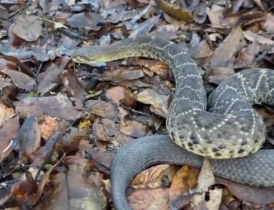 Los especialistas recomiendan a la ciudadanía no intentar manipular ejemplares de esta especie y reportar su presencia en zonas habitacionales. ESPECIAL/Gobierno de Tlajomulco