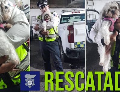 Esta es la perrita rescatada el día de hoy en las primeras horas del lunes 15 de septiembre. ESPECIAL / FACEBOOK Policía Vial Jalisco