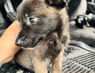 Presentan desnutrición, parásitos y diarrea, así como pulgas, por lo que se inició su protocolo de atención: su estado de salud es reservado. ESPECIAL/Gobierno de Guadalajara