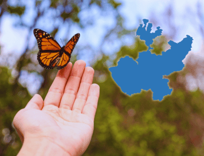 Cada otoño millones de mariposas monarca viajan 4 mil kilómetros desde Canadá y EU hasta los santuarios de Michoacán y el Estado de México para pasar el invierno. ESPECIAL / CANVA