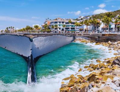 Las ballenas comienzan a aparecer en Puerto Vallarta poco a poco desde noviembre y diciembre y hasta marzo. ESPECIAL / CANVA