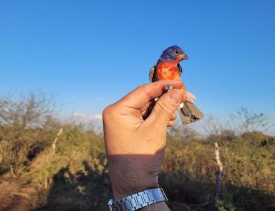 La venta, posesión y captura de aves silvestres está estrictamente prohibida en México. ESPECIAL