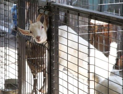 La interacción con animales de granja resulta especialmente significativa para quienes no cuentan con mascotas en casa. ESPECIAL/Gobierno de Guadalajara