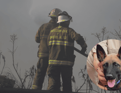 Con el entrenamiento adecuado, el olfato canino no solo localiza personas, también identifica sustancias peligrosas, como gases, alertando a los rescatistas de posibles amenazas. ESPECIAL/ Gobierno de Zapopan