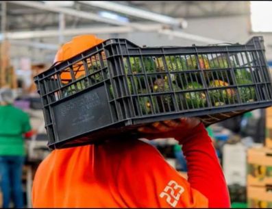 Michoacán lidera la producción de aguacate; Jalisco es segundo con 400 mil toneladas anuales. ESPECIAL