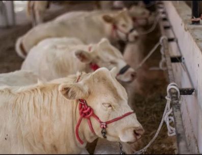 Autoridades sanitarias mantienen vigilancia permanente en corrales certificados para evitar la propagación del parásito. METRÓPOLI /ARCHIVO