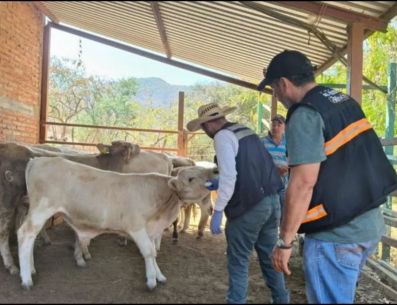 Autoridades estatales hicieron un llamado a ganaderos y ciudadanía a reportar oportunamente posibles casos para evitar la propagación. CORTESÍA