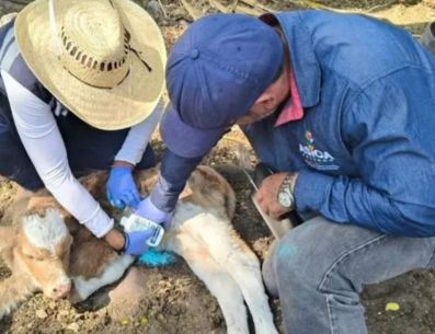 Personal veterinario revisa unidades pecuarias para detectar y tratar animales afectados. ESPECIAL