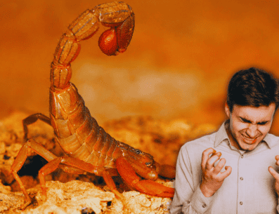 De acuerdo a investigaciones, de las 289 especies que habitan en México, únicamente 14 son tóxicas y su peligrosidad no depende ni de su tamaño ni de su color. ESPECIAL / CANVA