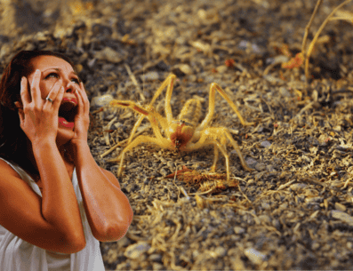 Por su aspecto, la gente confunde a las "madres de alacrán" con arañas, pero no son peligrosas, aunque sí pueden ocasionar algún daño. Lo mejor es no molestarlas. ESPECIAL / CANVA