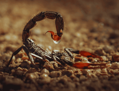 En México existen ocho especies de alacrán que son peligrosas y se localizan principalmente en la vertiente del Océano Pacífico. ESPECIAL / CANVA