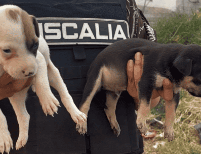 De acuerdo con la Fiscalía, se trata de 21 caninos de distintas características, entre ellos ocho ejemplares tipo french de talla mediana y 13 perros criollos de talla mediana y pequeña. CORTESÍA/ Fiscalía del Estado de Jalisco