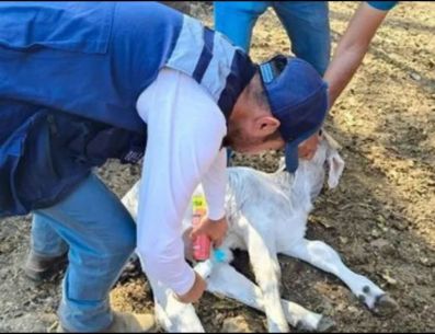 El Gusano Barrenador se alimenta del tejido vivo de los animales. ESPECIAL/SADER