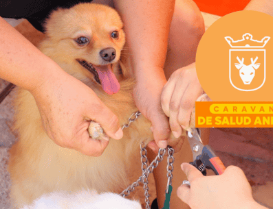 Vacunar a una mascota no solo mejora su calidad de vida, sino que también te permite disfrutar de su compañía por mucho más tiempo. ESPECIAL/ Protección Animal Zapopan