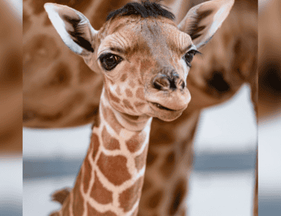 El pequeño nació el pasado 17 de enero en el Toledo Zoo & Aquarium en Estados Unidos. ESPECIAL/ Facebook/ The Toledo Zoo