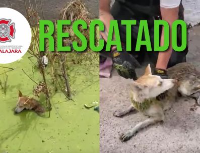 Con este tipo de acciones, Protección Civil y Bomberos de Guadalajara refrenda su interés de salvaguardar todas las vidas del municipio. ESPECIAL / FACEBOOK Protección Civil y Bomberos GDL