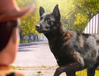 “Tras 10 años a nuestro lado, nuestro oficial canino Capitán ha cruzado el arcoíris, desde donde continuará con su servicio”, escribió el Gobierno de Zapopan en sus redes sociales. CORTESÍA/ Protección Civil y Bomberos Zapopan
