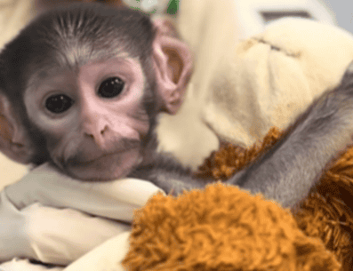 Las cuidadoras de Yuji le colocaron un peluche de changuito color café, muy similar al del mono de siete meses Punch, de Japón. ESPECIAL/ TIK TOK/ Zoológico Guadalajara 🇲🇽