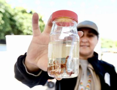 El OPD Servicios de Salud Jalisco cuenta con el antídoto faboterápico en sus unidades de salud; se aplica de forma gratuita. ESPECIAL/Gobierno de Jalisco