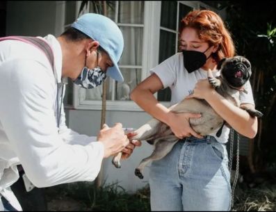 Bienestar Animal es la dependencia municipal enfocada en garantizar el trato digno, la salud y la protección de los animales, promoviendo la tenencia responsable, la adopción y la convivencia armónica. METRÓPOLI / ARCHIVO
