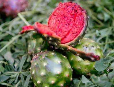PITAYA. Consumir este fruto típico de Jalisco no es únicamente un acto de arraigo cultural, pues se trata de un producto que tiene algunos beneficios para la salud. EL INFORMADOR / ARCHIVO