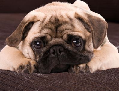 Los perros que viven en interiores con luz artificial y calefacción pueden experimentar una muda constante durante todo el año. ESPECIAL / CANVA