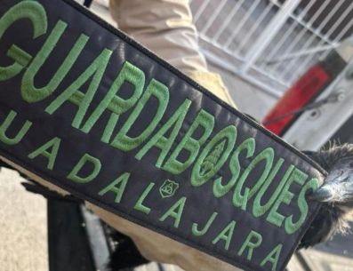 El zopilote negro en México se encuentra en la Lista Roja de Especies Amenazadas como preocupación menor. ESPECIAL