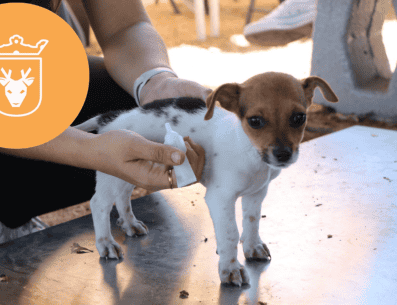 Vacunar a una mascota no solo mejora su calidad de vida, sino que también te permite disfrutar de su compañía por mucho más tiempo. ESPECIAL/ Protección Animal Zapopan