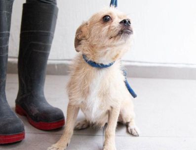 El Gobierno de Guadalajara refrenda su compromiso con el bienestar animal. ESPECIAL