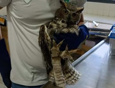 AMBU rehubicó a 14 ejemplares en su hábitat natural tras procesos de atención y rehabilitación. ESPECIAL
