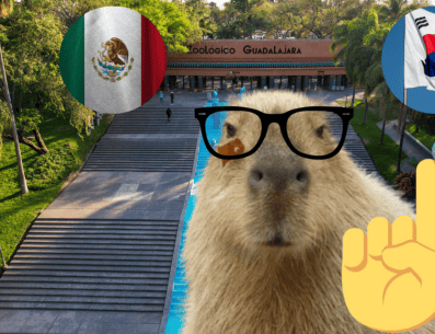 Los capibaras probaron el enriquecimiento de cada uno de los países. ESPECIAL/ EL INFORMADOR/ ARCHIVO/ Unsplash