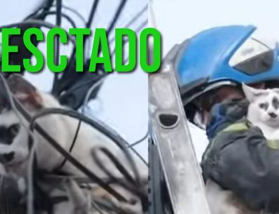Así se logró el rescate de un gatito en la colonia Analco. ESPECIAL / FACEBOOK Protección Civil y Bomberos GDL